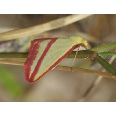 /filer/webapps/moths/media/images/S/satura_Rhodometra_A_DeBeer.jpg