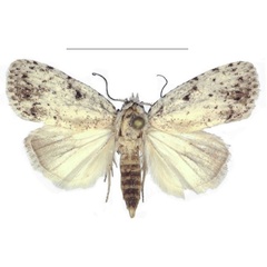 /filer/webapps/moths/media/images/X/xantholeuca_Ezishnola_AM_ANHRT_02.jpg