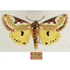 /filer/webapps/moths/media/images/C/capensis_Ovios_AM_TMSA_01.jpg