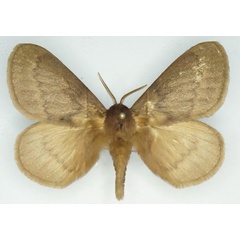 /filer/webapps/moths/media/images/T/thunbergii_Phyllalia_AM_Stroehle.jpg