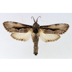 /filer/webapps/moths/media/images/P/pindarus_Aethalopteryx_AM_TMSA.jpg