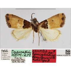 /filer/webapps/moths/media/images/H/hemileuca_Ozarba_HT_NHMUK.jpg