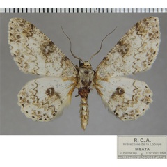 /filer/webapps/moths/media/images/L/lacrymata_Cleora_AM_ZSM.jpg