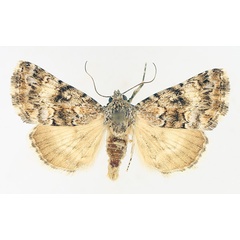 /filer/webapps/moths/media/images/M/melanodonta_Asplenia_AM_TMSA_01.jpg