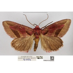 /filer/webapps/moths/media/images/A/accola_Rhodotarache_AM_NHMUK.jpg