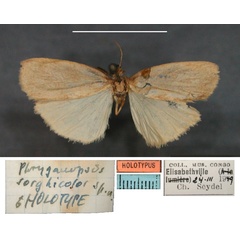 /filer/webapps/moths/media/images/S/sorghicolor_Pusiola_HT_RMCAa.jpg