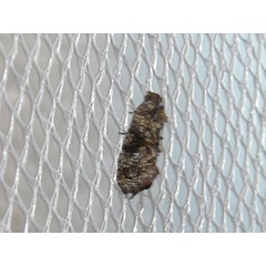 /filer/webapps/moths/media/images/L/leucotreta_Thaumatotibia_A_Goff_03.jpg