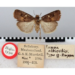 /filer/webapps/moths/media/images/A/albiorbis_Euxoa_HT_BMNH.jpg