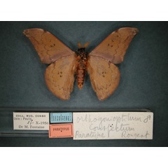 /filer/webapps/moths/media/images/C/conspectum_Orthogonioptilum_PT_RMCA_02.jpg