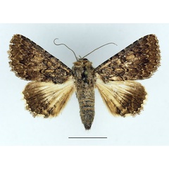 /filer/webapps/moths/media/images/D/decaryi_Pandesma_AF_Aulombard_02.jpg