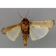 /filer/webapps/moths/media/images/U/uniformis_Lophotarsia_HT_RMCA_02.jpg