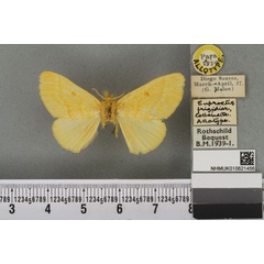 /filer/webapps/moths/media/images/F/frigidior_Euproctis_AT_BMNHa.jpg