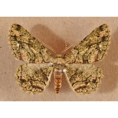 /filer/webapps/moths/media/images/B/barretti_Hypomecis_A_Butler.jpg