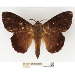 /filer/webapps/moths/media/images/G/gambeyi_Closterothrix_AM_NHMUK.jpg
