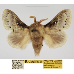 /filer/webapps/moths/media/images/T/tephrobaphes_Bombycopsis_PTM_TMSA_03.jpg