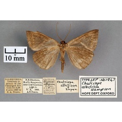 /filer/webapps/moths/media/images/A/albifissa_Chalciope_PT_OUMNH_02.jpg