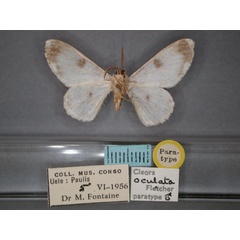 /filer/webapps/moths/media/images/O/oculata_Cleora_PT_RMCA_02.jpg