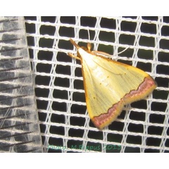 /filer/webapps/moths/media/images/M/marginata_Autocharis_A_Bippus.jpg