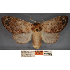 /filer/webapps/moths/media/images/A/axiologa_Diapalpus_AT_RMCAa.jpg