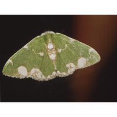 /filer/webapps/moths/media/images/P/pulchra_Microbaena_A_Roland.jpg