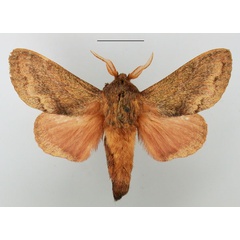 /filer/webapps/moths/media/images/O/obscurum_Eutricha_AM_TMSA_01.jpg