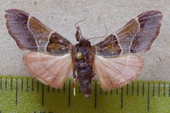 Sacada rosealis