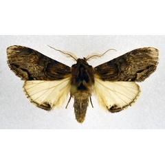 /filer/webapps/moths/media/images/G/grisea_Atrasana_AM_NHMO.jpg