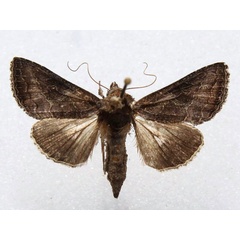 /filer/webapps/moths/media/images/S/spoliata_Trichoplusia_A_Goff.jpg