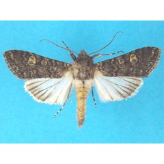 /filer/webapps/moths/media/images/L/leucopis_Cucullia_A_Legrain.jpg