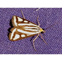 /filer/webapps/moths/media/images/V/venustalis_Loxostege_A_Braun.jpg