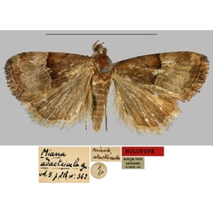 /filer/webapps/moths/media/images/A/adactricula_Miana_HT_MNHN.jpg