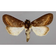 /filer/webapps/moths/media/images/C/crini_Brithys_A_RMCA_03.jpg