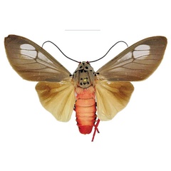 /filer/webapps/moths/media/images/S/smithi_Amerila_HT_ANHRT.jpg