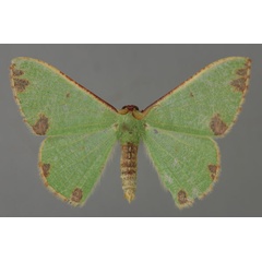 /filer/webapps/moths/media/images/A/analiplaga_Celidomphax_A_ZSM_01.jpg