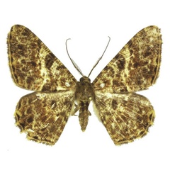 /filer/webapps/moths/media/images/C/chaineyi_Afroracotis_HT_ANHRT.jpg