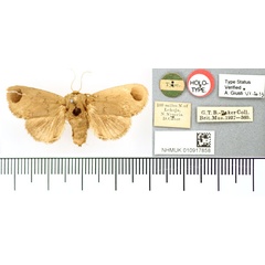 /filer/webapps/moths/media/images/A/apiceplagata_Rhypteira_HT_BMNH.jpg