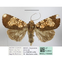 /filer/webapps/moths/media/images/M/multipunctata_Andobana_A_MGCLa_01.JPG