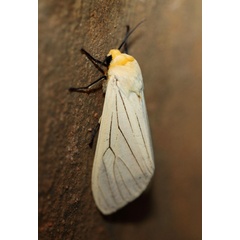 /filer/webapps/moths/media/images/L/lineata_Ustjuzhania_A_Voaden.jpg