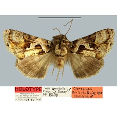 /filer/webapps/moths/media/images/A/aurisuta_Plusia_HT_MNHN.jpg