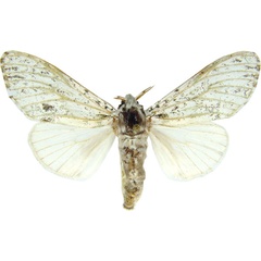 /filer/webapps/moths/media/images/M/melochlora_Griveaudyria_AF_MCJM.jpg