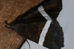 Hypena limbopunctata