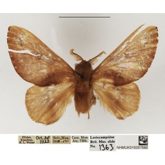 /filer/webapps/moths/media/images/P/pagetodes_Pseudometa_AM_NHMUK.jpg