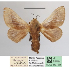 /filer/webapps/moths/media/images/C/cretata_Latoia_A_MGCLa_02.JPG