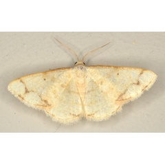 /filer/webapps/moths/media/images/A/aridata_Lomographa_M_Heyns_02.jpg