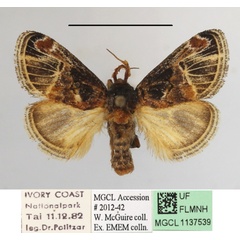 /filer/webapps/moths/media/images/N/nervosa_Zinara_A_MGCLa_01.JPG