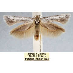 /filer/webapps/moths/media/images/C/canispersa_Haploscythris_NT_TMSA_KBHF3Gl.jpg