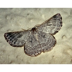 /filer/webapps/moths/media/images/S/swierstrai_Mictoschema_A_Roland_01_d6tnmd2.jpg