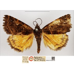 /filer/webapps/moths/media/images/D/diplogramma_Neochrostis_HT_NHMUK.jpg