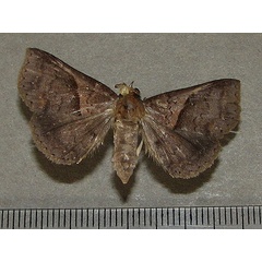 /filer/webapps/moths/media/images/B/bathisalis_Brithodes_A_Goff_01.jpg