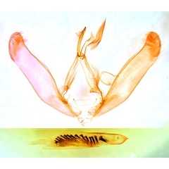 /filer/webapps/moths/media/images/P/pulverosa_Heliothis_GMHT_BMNH_135.jpg